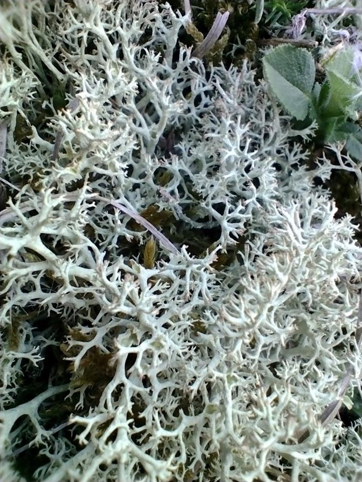 Hede-Rensdyrlav (Cladonia portentosa)