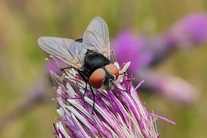 Phasia aurulans