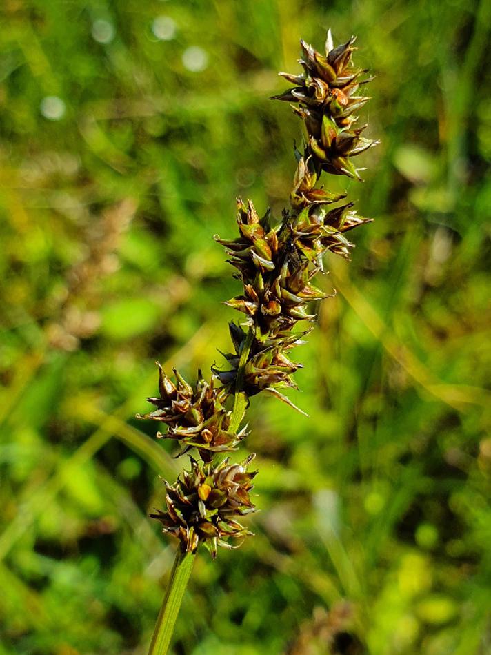 Trindstænglet Star (Carex diandra)