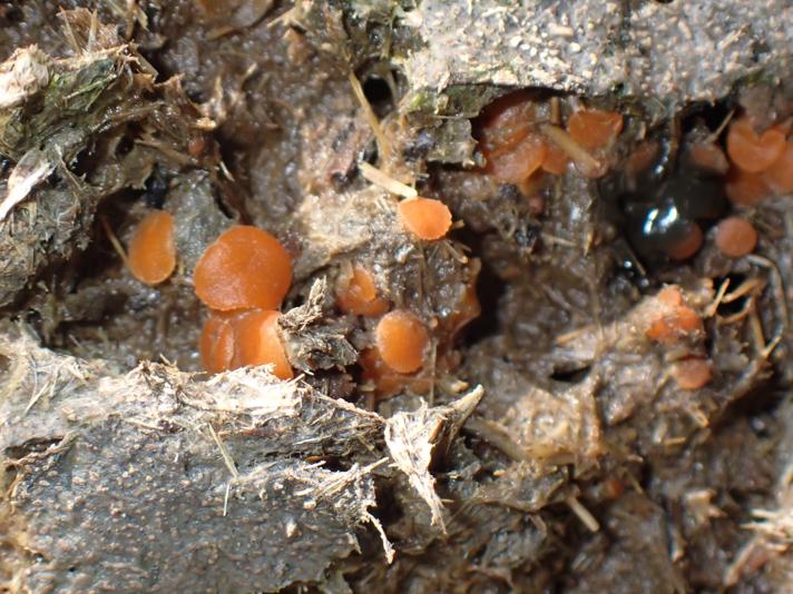 Møgbæger (Cheilymenia granulata)