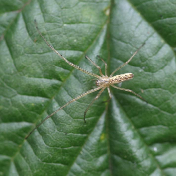 Stavedderkop sp.