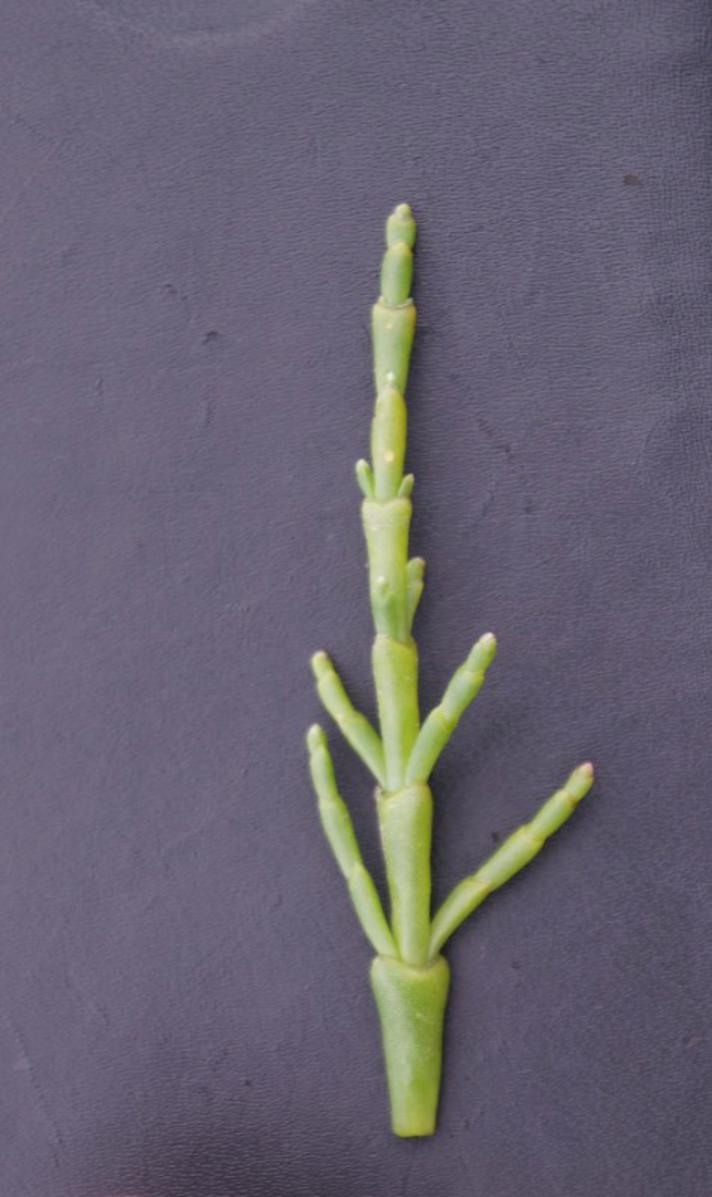 Almindelig Salturt (Salicornia europaea)