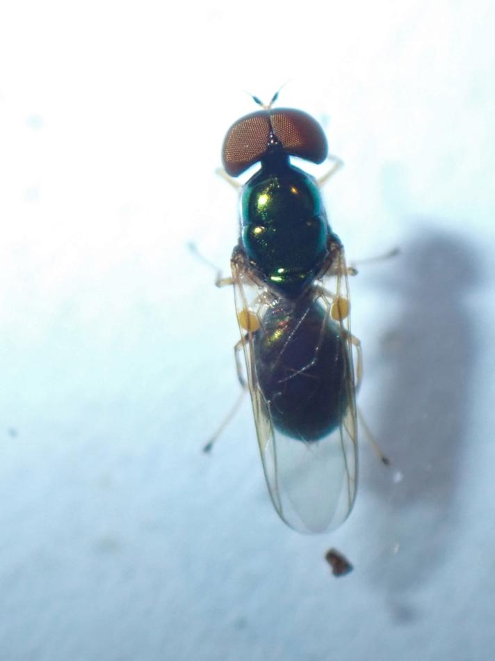 Microchrysa flavicornis