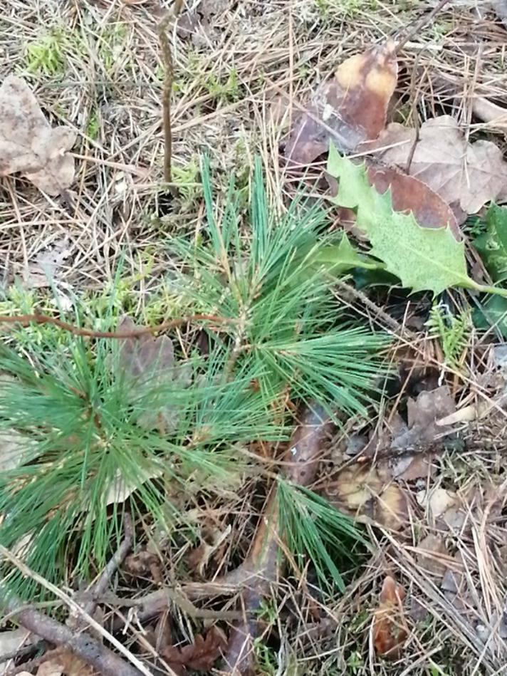 Silke-Fyr (Pinus peuce)