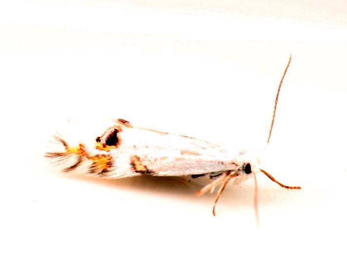 Guldregnmøl (Leucoptera laburnella)