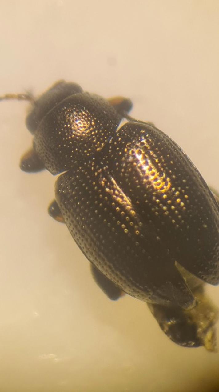 Chaetocnema aerosa