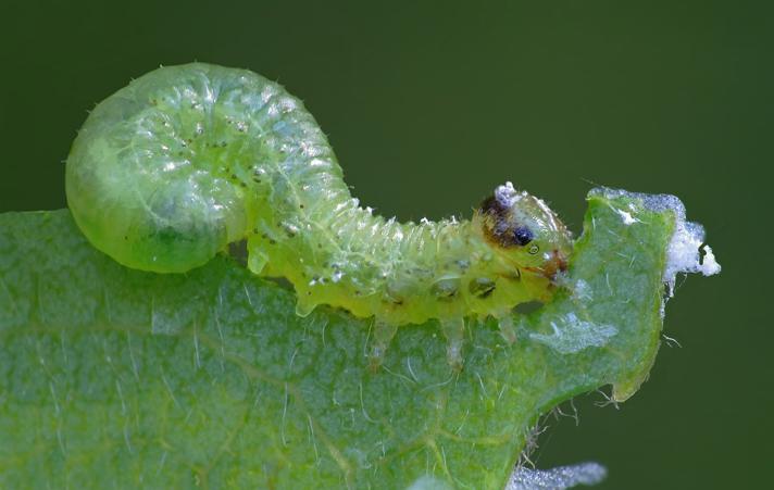 Stauronematus platycerus