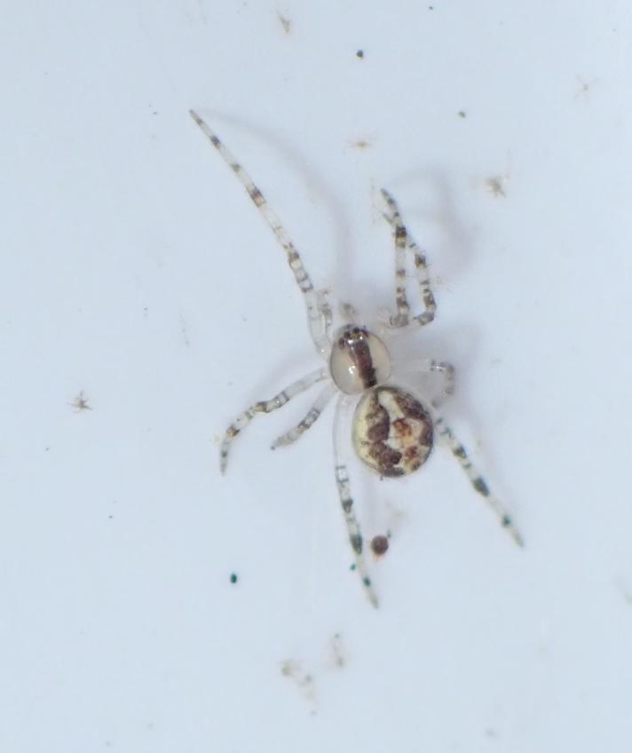 Theridion varians (Theridion varians)