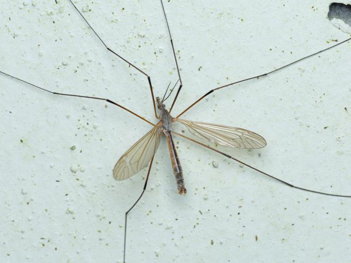 Tipula luteipennis