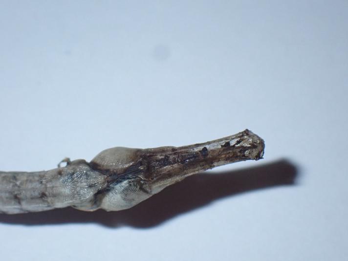 Lille Tangnål (Syngnathus rostellatus)