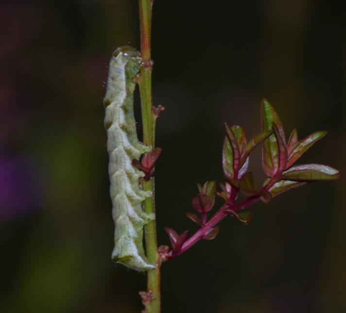 Pileurtugle (Melanchra persicariae)