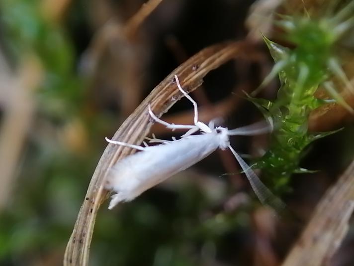 Elachista argentella