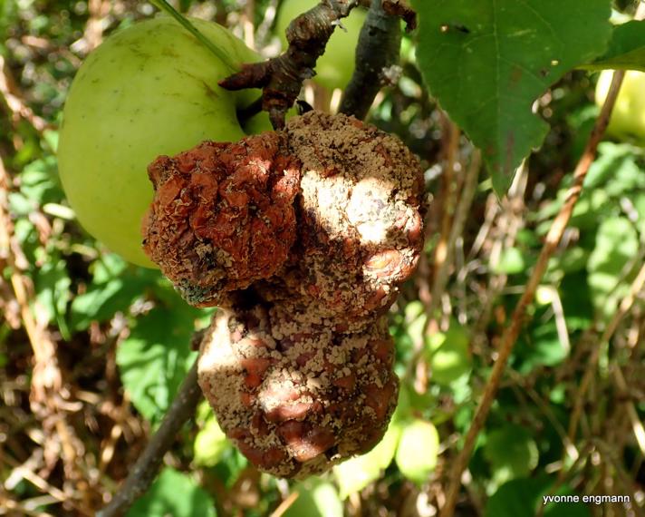 Æble-Knoldskive (Monilinia fructigena)