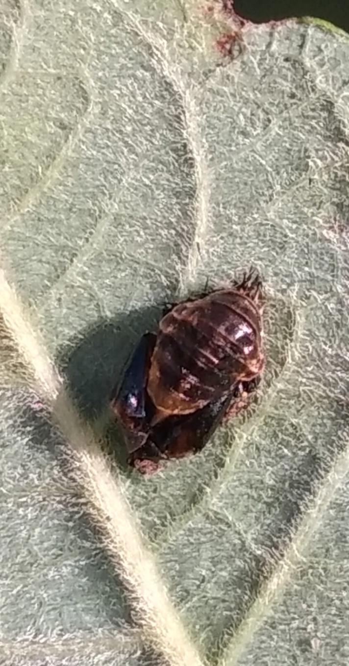 Coccinella sp.