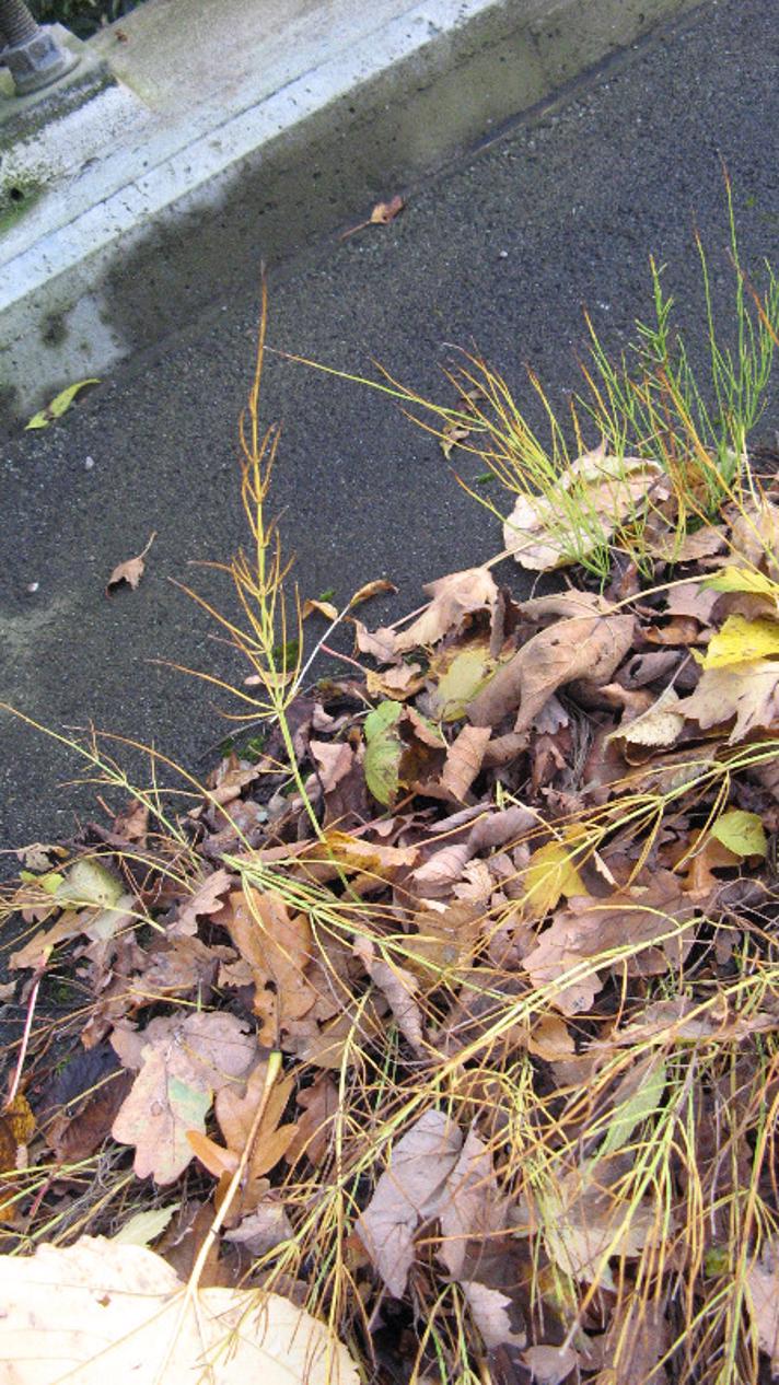 Strand-Padderok (Equisetum arvense x fluviatile)