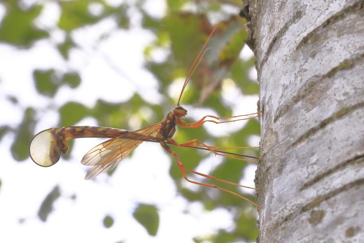 Megarhyssa perlata