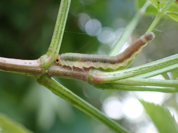 Macrophya albicincta