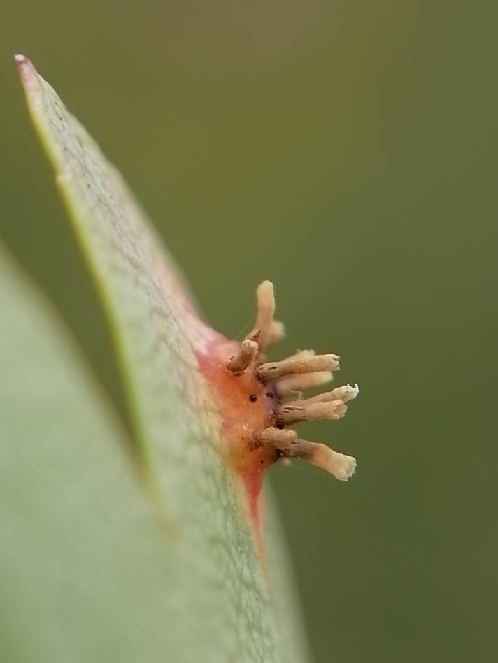 Gymnosporangium sp.