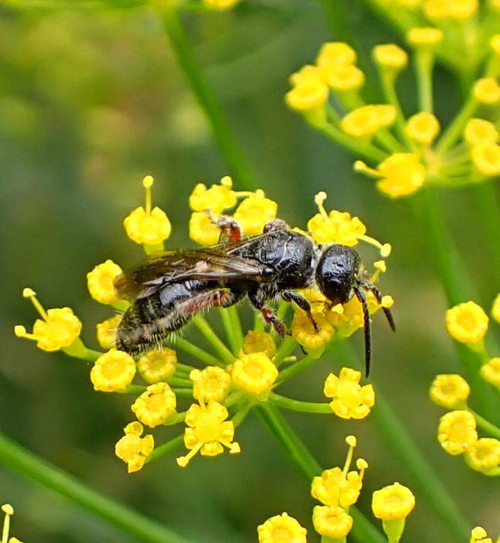 Tiphia femorata