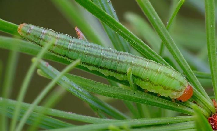 Anoplonyx destructor