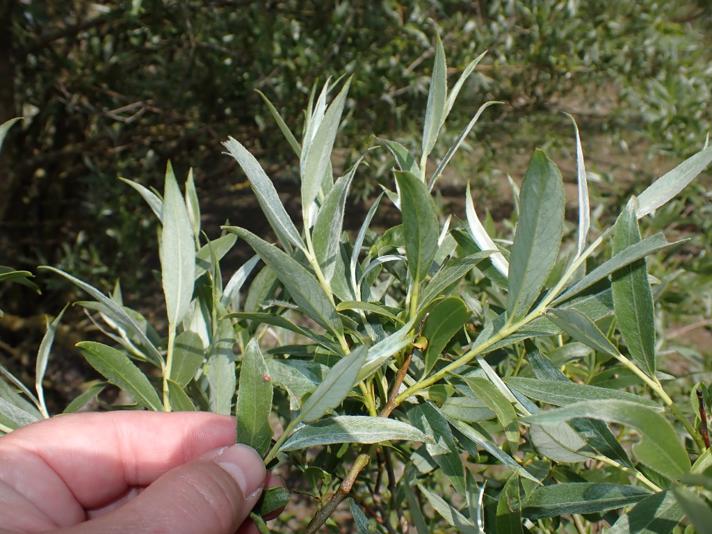 Hvid-Pil (Salix alba )