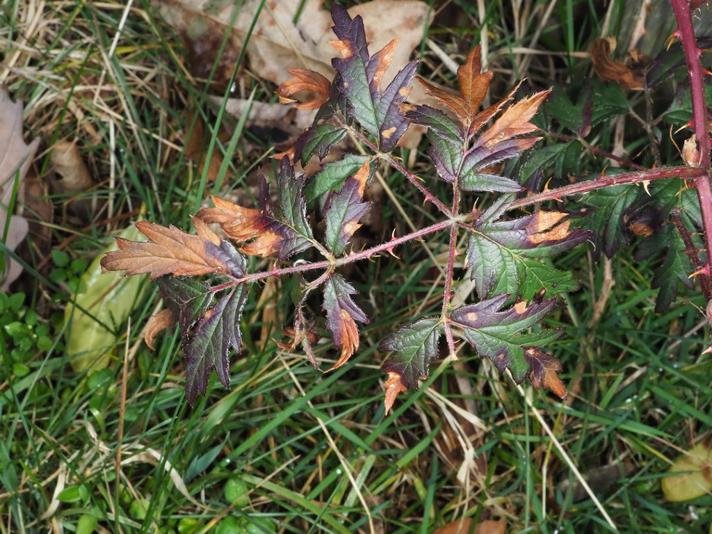 Fliget Brombær (Rubus laciniatus)