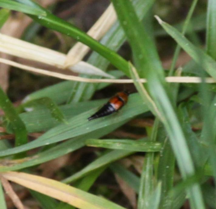 Tachyporus chrysomelinus/dispar