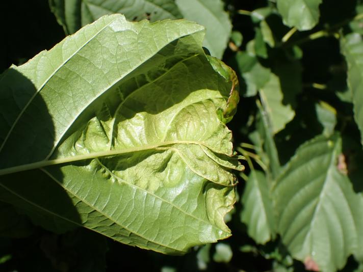 Taphrina tosquinetii