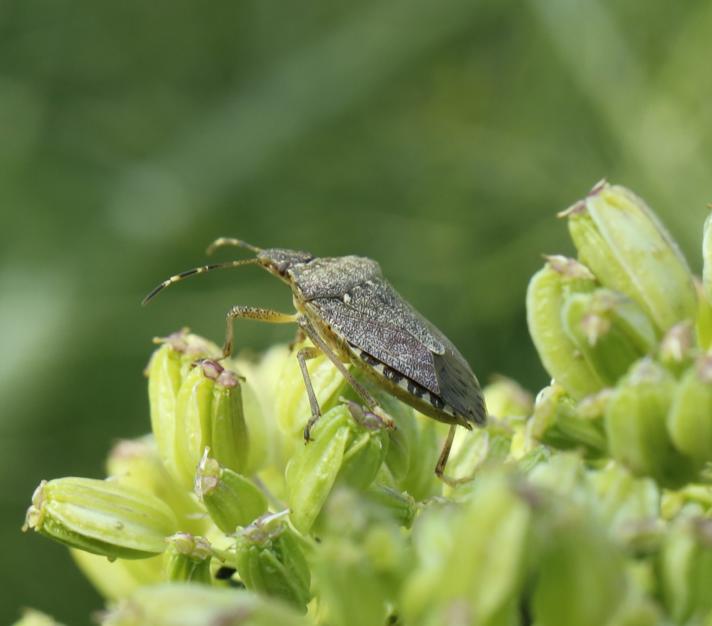 Halyomorpha halys