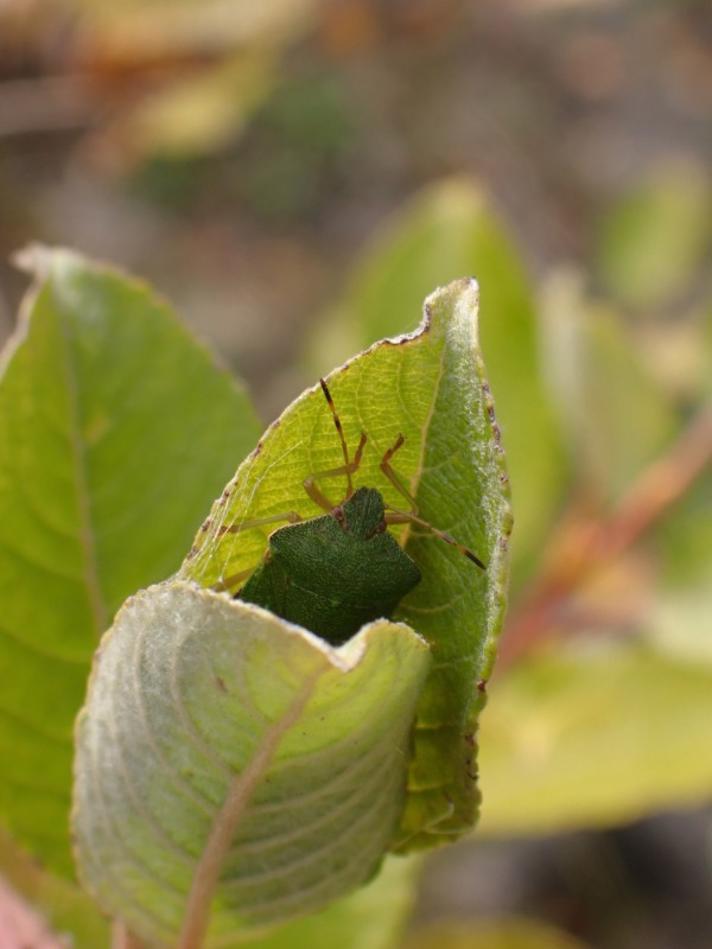 Grøn Bredtæge (Palomena prasina)
