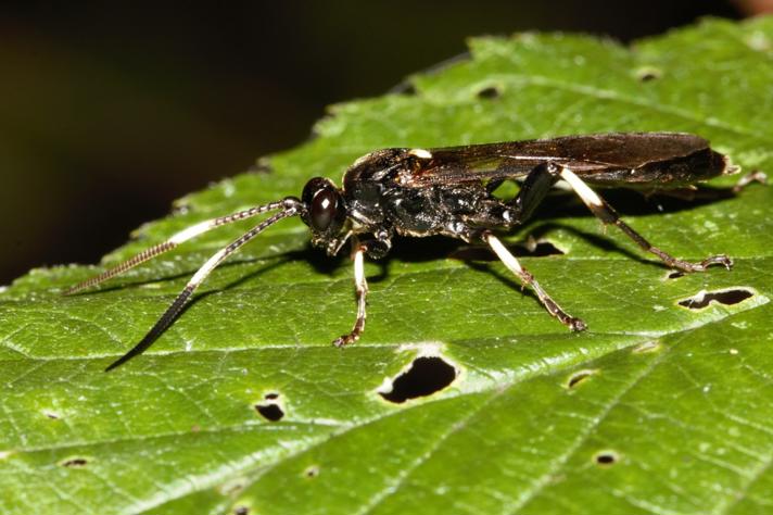 Eupalamus oscillator