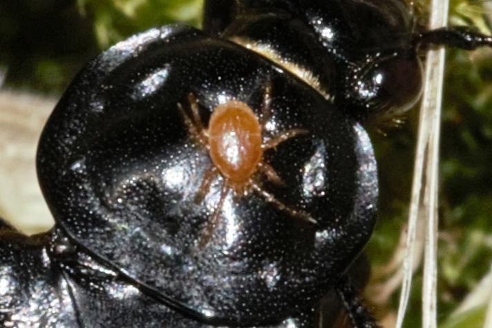 Poecilochirus sp.