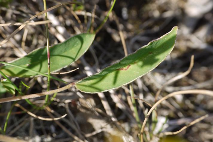 Rundbælg (Anthyllis vulneraria)