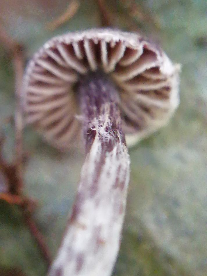 Cortinarius americanus