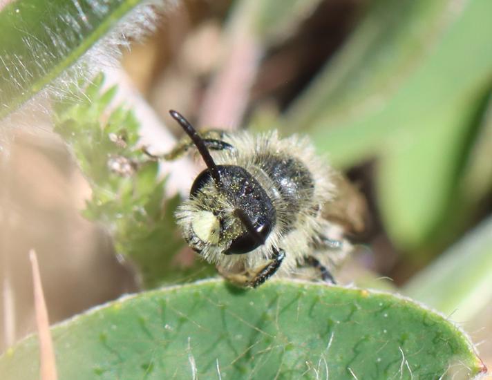 Brunhalet Jordbi (Andrena humilis)
