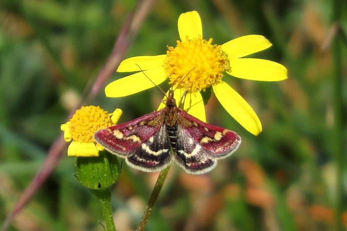 Pyrausta ostrinalis