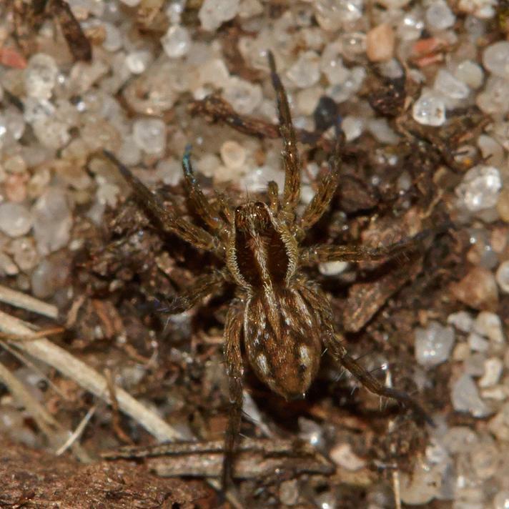 Pardosa sp.