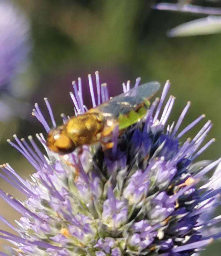 Oplodontha viridula