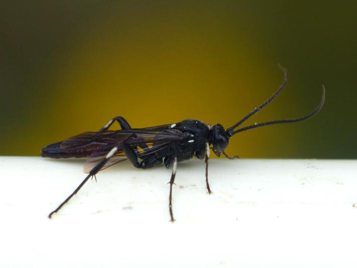 Ctenichneumon sp.