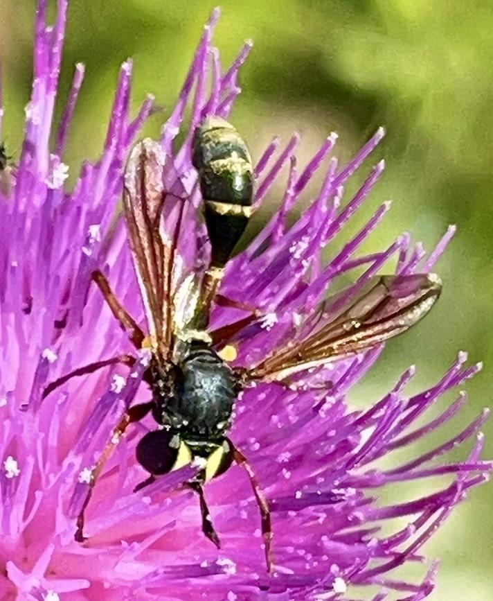 Physocephala rufipes