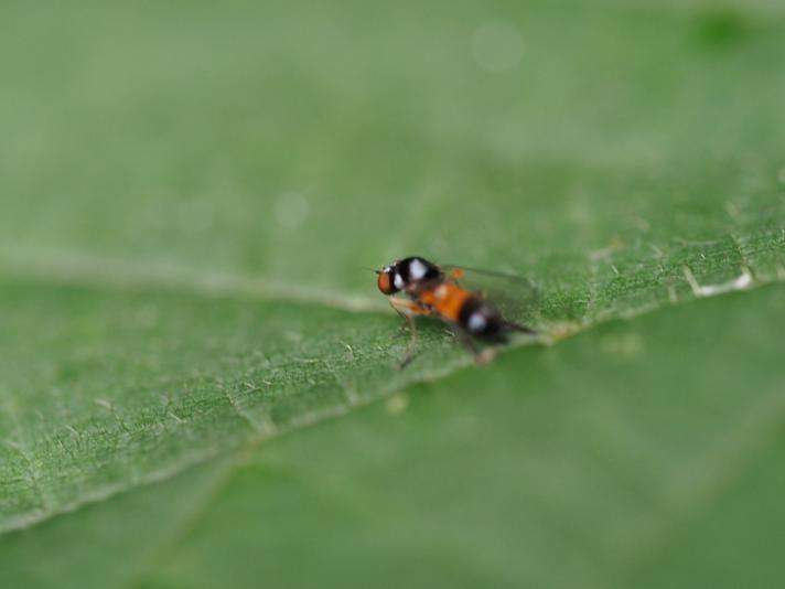 Callomyia amoena