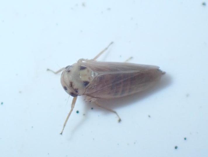 Krybpilcikade (Macropsis impura)