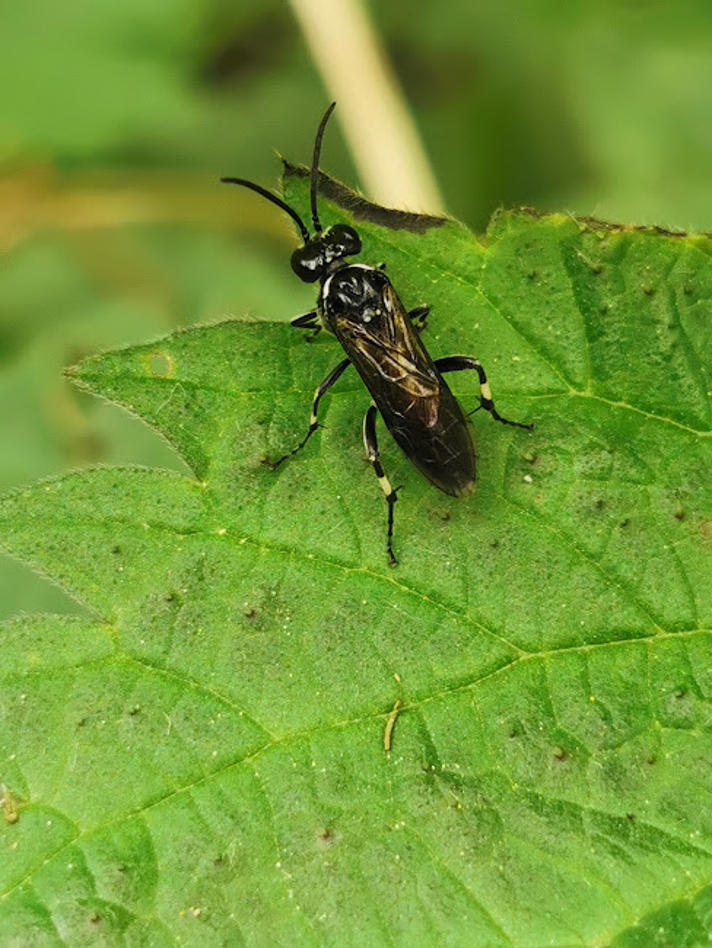 Macrophya sp.