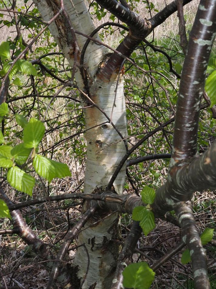 Dun-Birk (Betula pubescens)