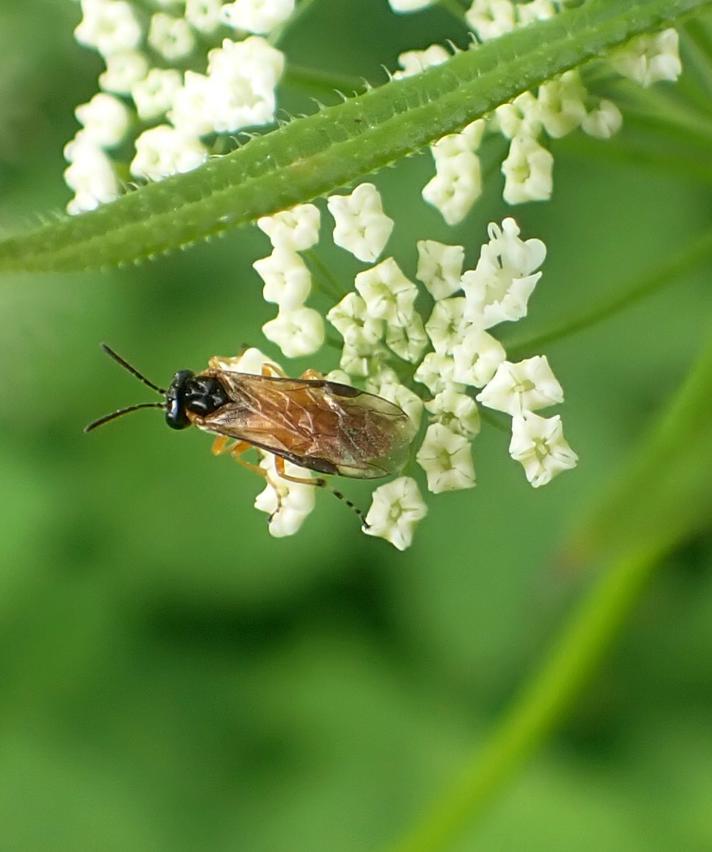 Athalia cordata