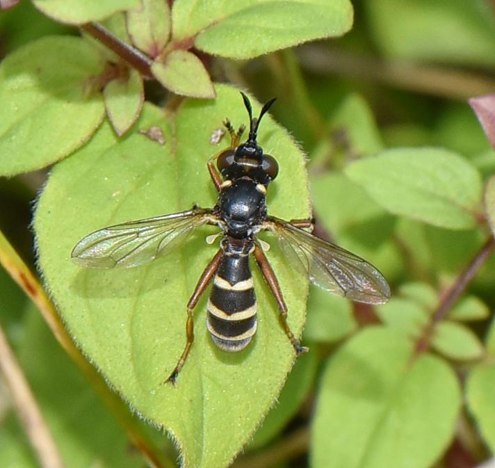 Conops quadrifasciatus