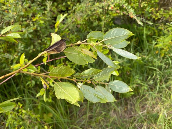 Sort Pil (Salix myrsinifolia)