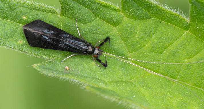 Mystacides azurea