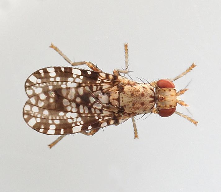Trypetoptera punctulata (Trypetoptera punctulata)
