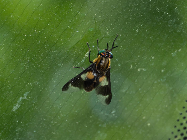 Chrysops caecutiens